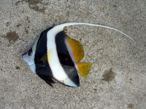 a photo of Angelfish pennant (Hatatatedai)