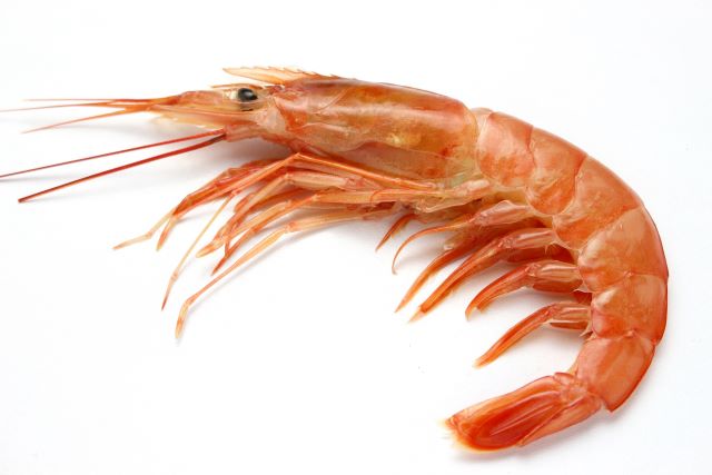 a photo of Argentine red shrimp (Aka ebi)