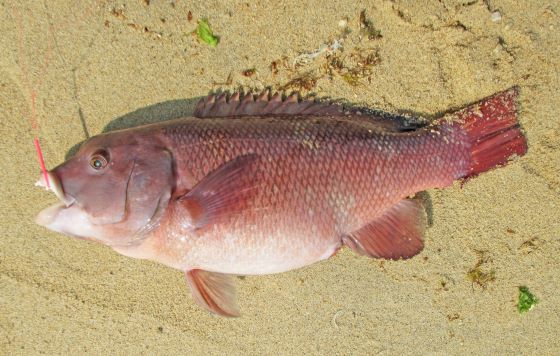 a photo of Asian Sheepshead Wrasse (Kobudai)