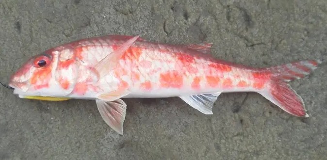 A photo of Bensasi goatfish (Himeji)