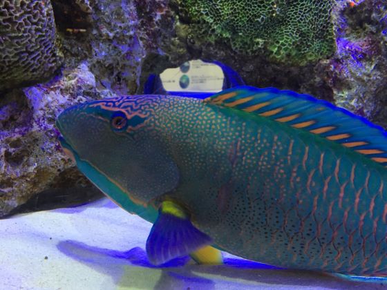a photo of Bicolor parrotfish (Irobudai)