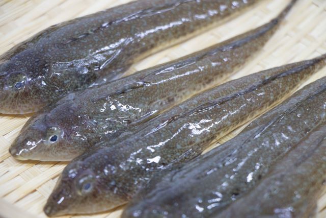 a photo of Big-eyed flathead (Megochi)