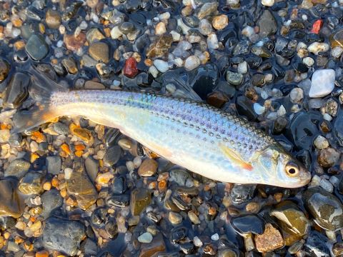 a photo of Biwa Moroko Gudgeon (Honmoroko)