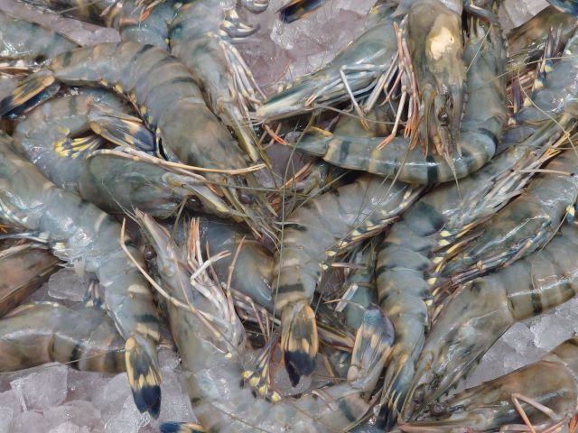 a photo of Black tiger shrimp (Ushi ebi)