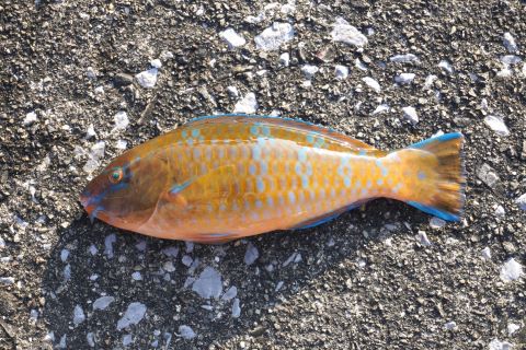 a photo of Blue-barred parrotfish (Hibudai)