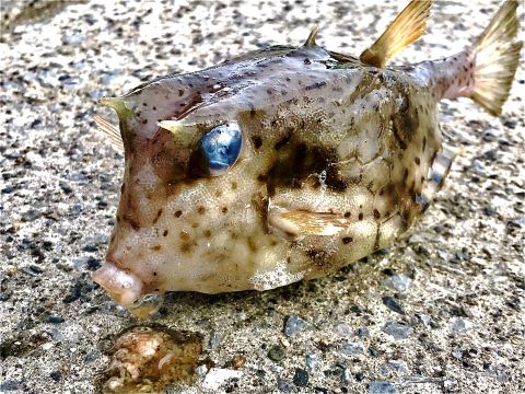 a photo of Bluespotted boxfish (Hakofugu)