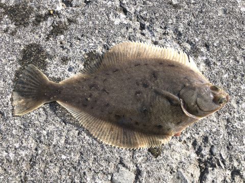 a photo of Brown Sole (Magarei)