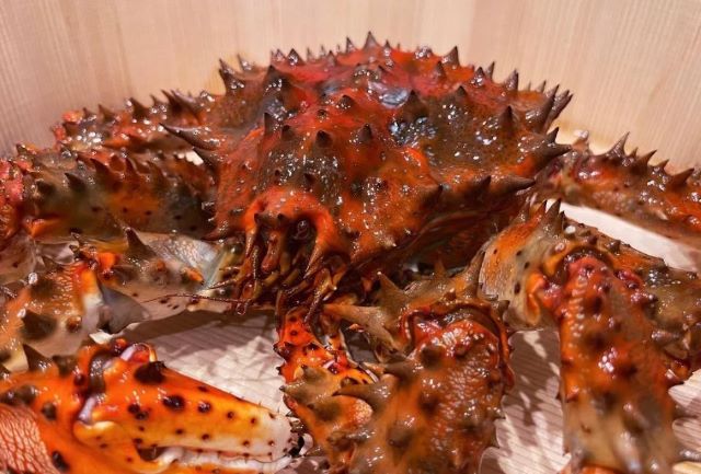 a photo of Brown king crab (Hanasakigani)