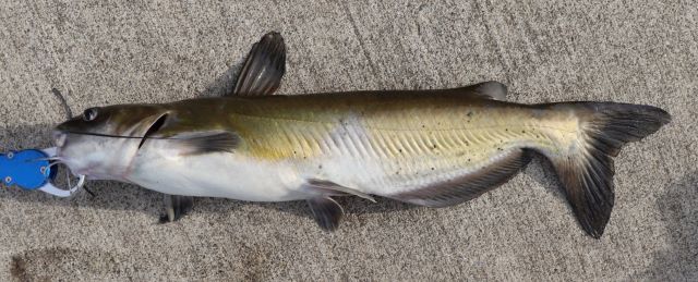 a photo of Channel catfish