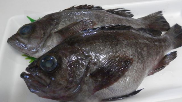 a photo of Darkbanded rockfish (Kuromebaru)