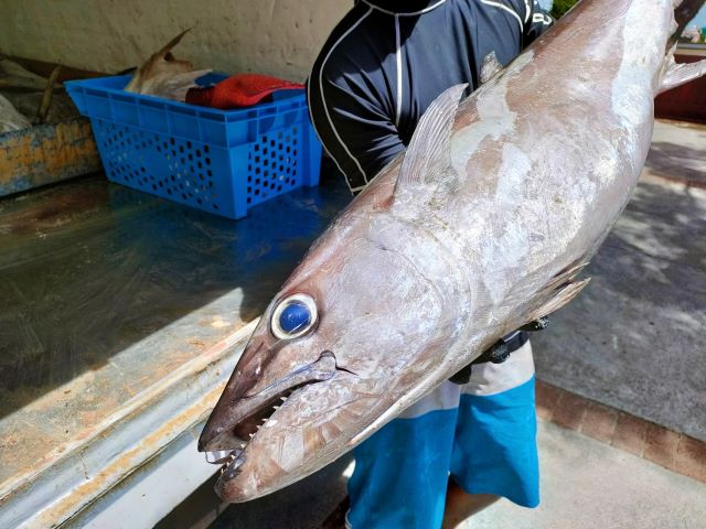 a photo of Dogtooth tuna (Isomaguro)