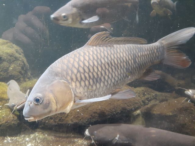 a photo of Eurasian carp (Koi)