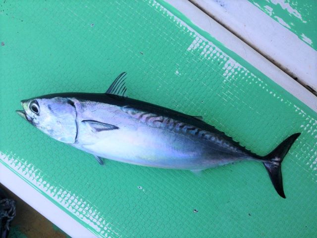 a photo of Frigate tuna (Hirasouda)