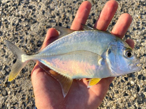 a photo of Giant trevally (Rouninaji)