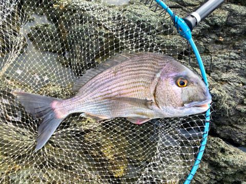 a photo of Goldlined seabream (Hedai)