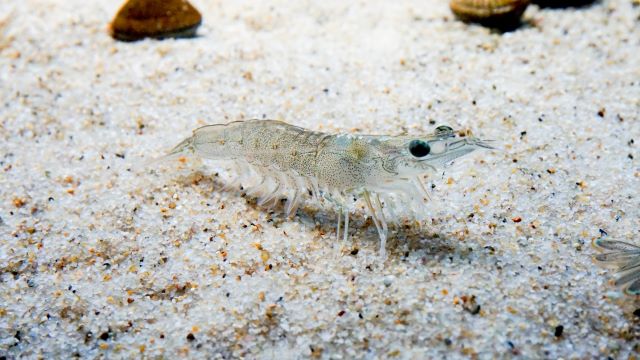 a photo of Greasyback shrimp (Yoshiebi)