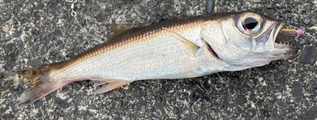 a photo of Japanese bluefish (Mutsu)