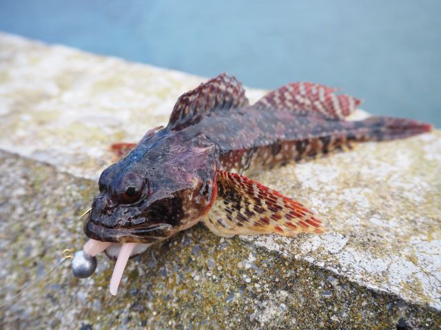 a photo of Japanese fluvial sculpin (Kajika)