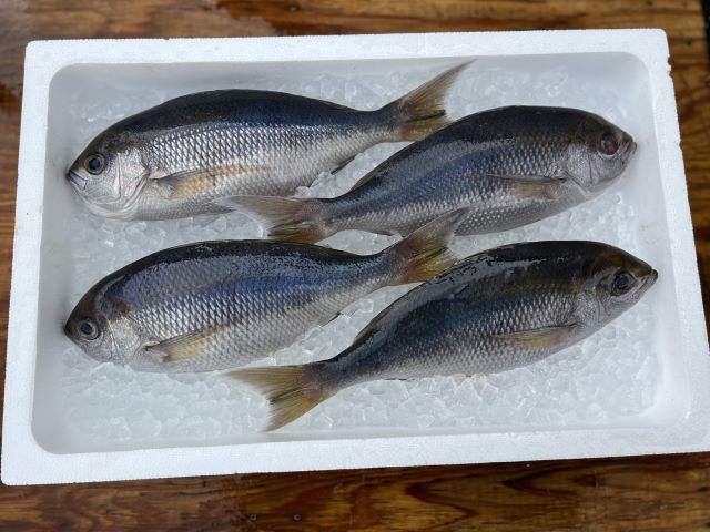 a photo of Japanese snapper (Aodai)