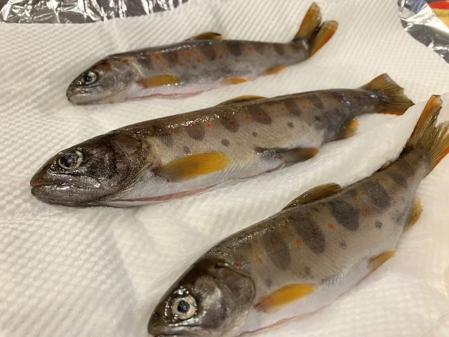 a photo of Land-locked trout (Yamame)