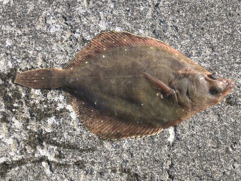 a photo of Longsnout flounder (Sunagarei)