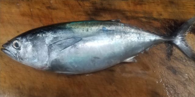 a photo of Mejimaguro (Young bluefin tuna)