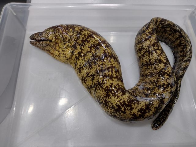 a photo of Moray eel (Utsubo)