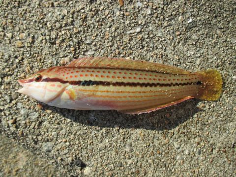 a photo of Multicolorfin rainbowfish (Kyuusen)