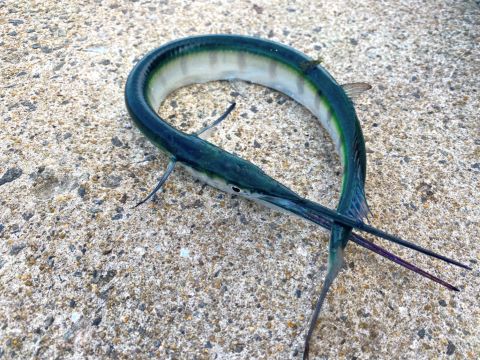 a photo of Pacific needlefish (Datsu)