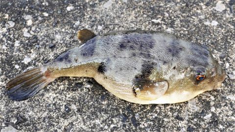 a photo of Panther puffer (Higanfugu)