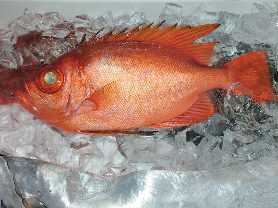 a photo of Red bigeye (Kintokidai)