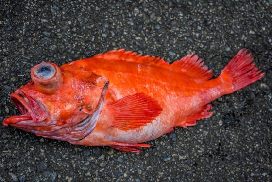 a photo of Red rockfish (Akoudai)