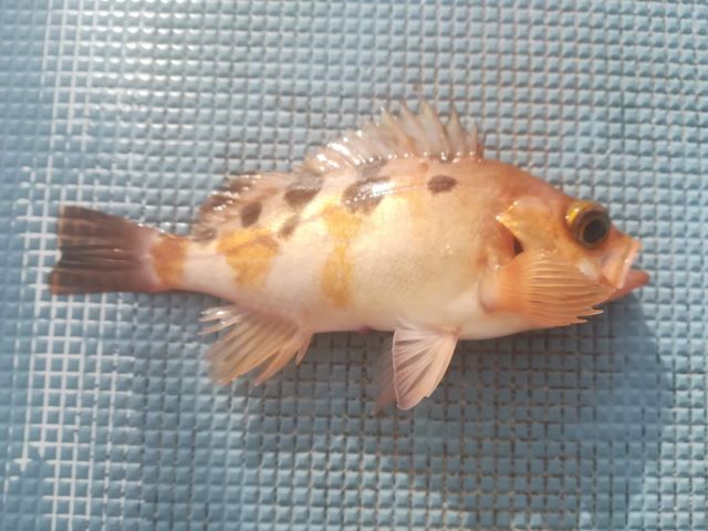 a photo of Saddled brown rockfish (Togottomebaru)