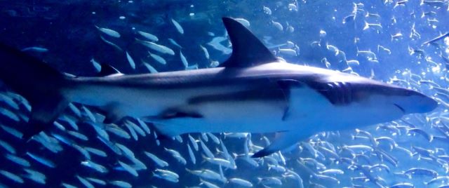 a photo of Sandbar shark (Mejirozame)