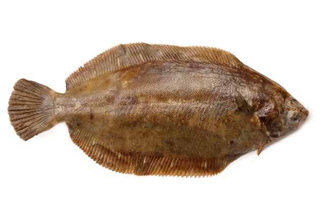 a photo of Slime flounder (Babagarei)