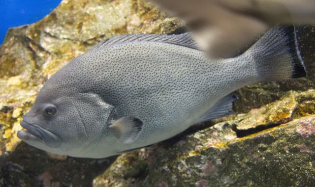 a photo of Speckled blue grouper (Tsuchihozeri)