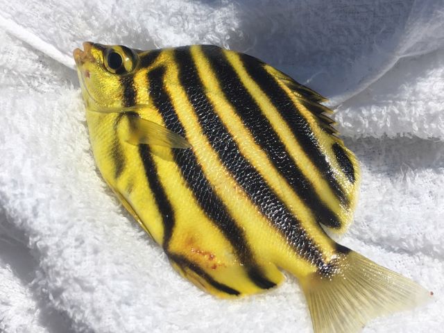 a photo of Stripey (Kagokakidai)