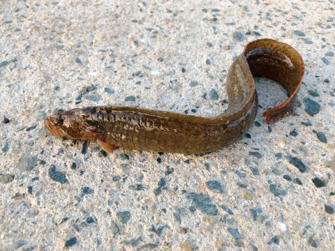 a photo of Tidepool gunnel (Ginpo)