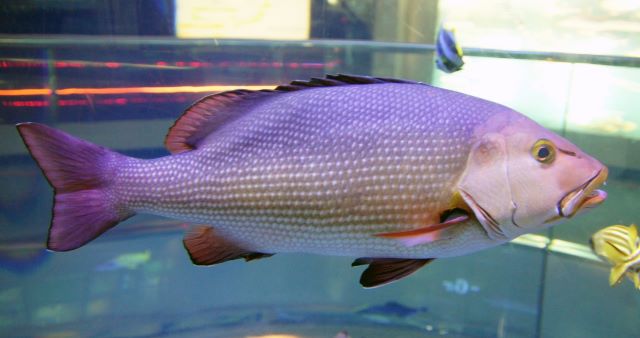 a photo of Two-spot red snapper (Barafuedai)