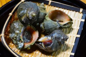 Veined rapa whelk (Akanishi) | Basic Sushi Knowledge - Sushi University