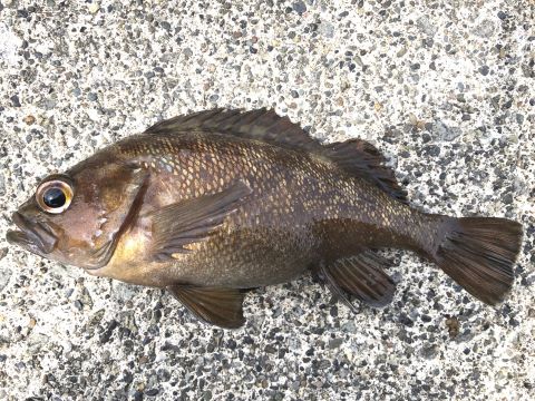 a photo of White-edged rockfish (Ezomebaru)