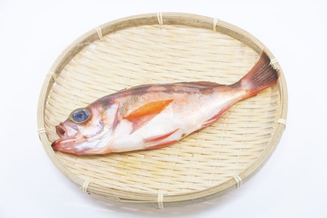 a photo of Willow rockfish (Yanagimebaru)