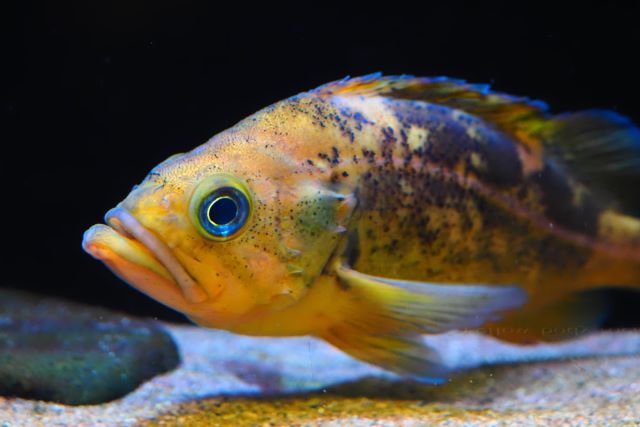 a photo of Yellow body rockfish (Yanaginomai)