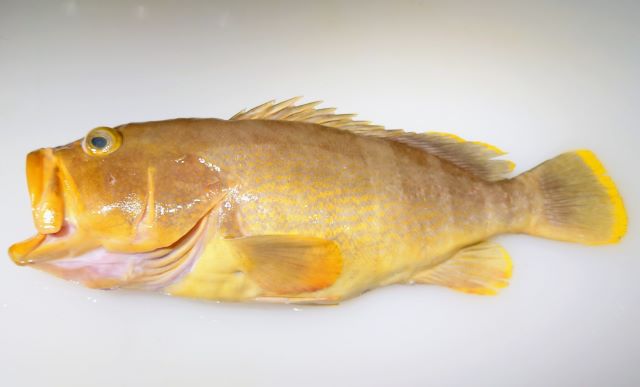 a photo of Yellow grouper (Aohata)