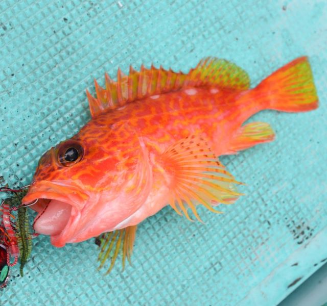 a photo of Yellowbarred red rockfish (Ayamekasago)