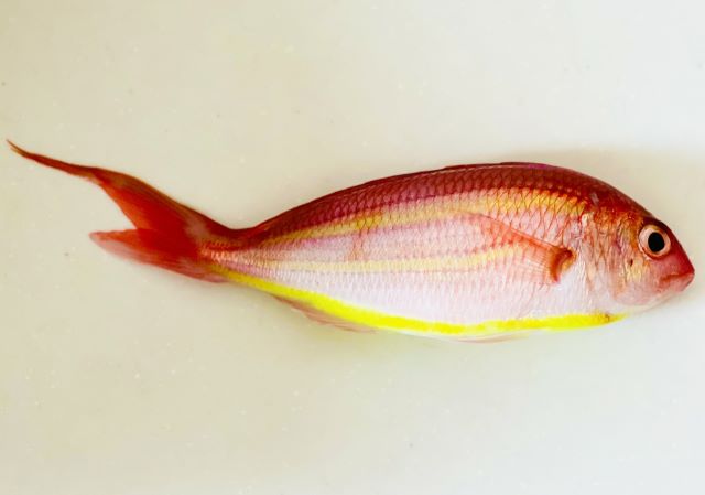 a photo of Yellowbelly threadfin bream (Sokoitoyori)