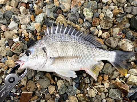 a photo of Yellowfin seabream (Kibire)