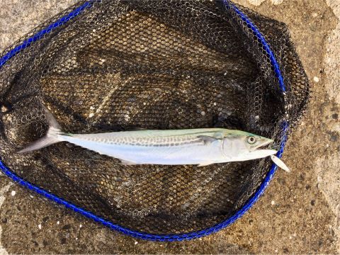 a photo of Young Japanese spanish mackerel (Sagochi)