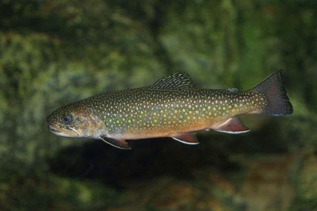 a photo of Brook trout (Kawamasu)