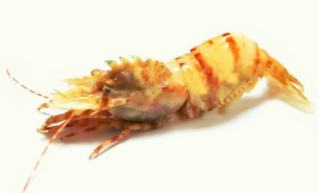 a photo of Spiny Lebbeid Shrimp (Ibaramoebi)